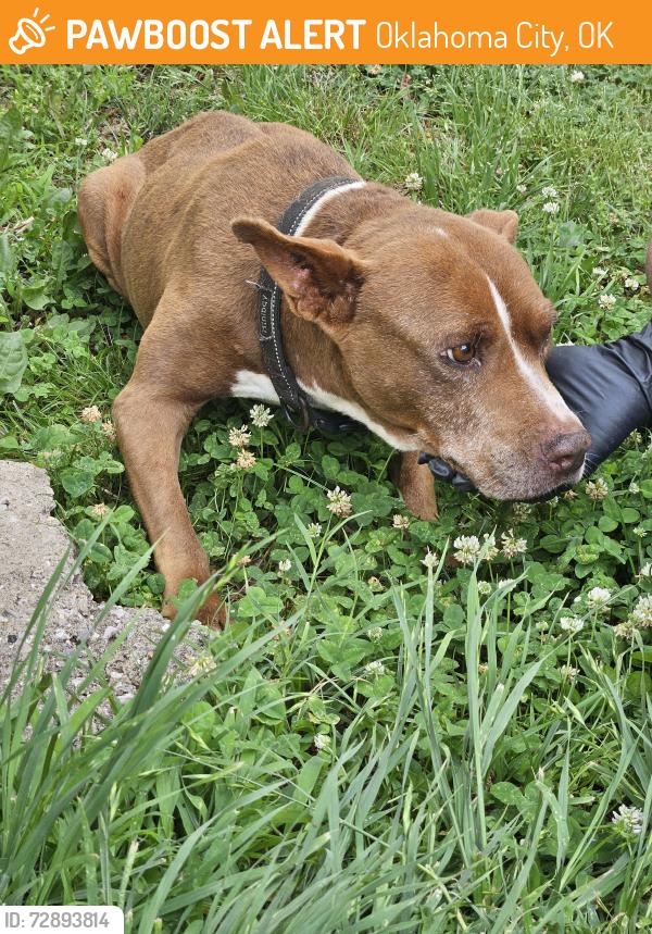 Found/Stray Female Dog last seen Western and Klein, Oklahoma City, OK 73119