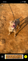 Lost Male Dog last seen Arlington park Macon ga, Macon, GA 31204
