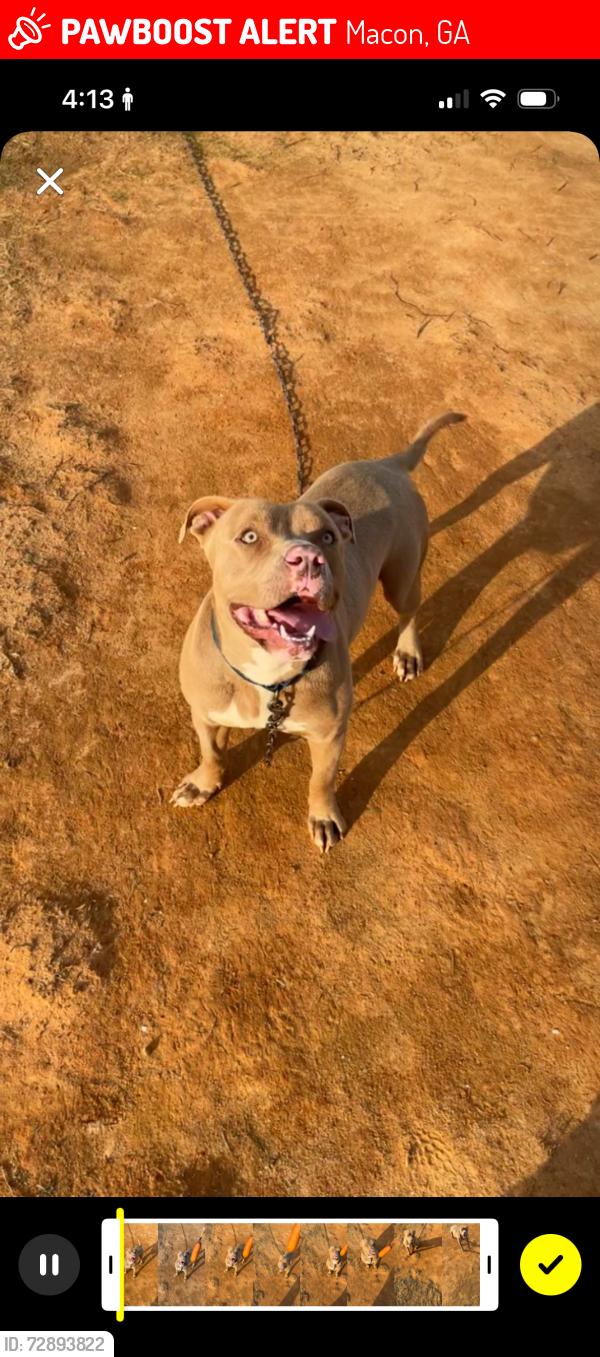 Lost Male Dog last seen Arlington park Macon ga, Macon, GA 31204