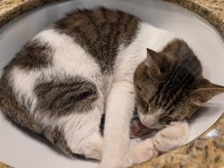 Shelter Stray Female Cat last seen Near BLOCK BISCAYNE BLVD, Doral, FL 33122