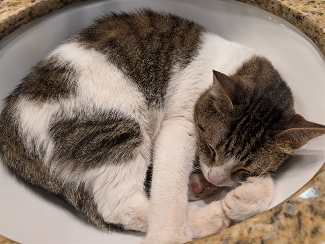 Shelter Stray Female Cat last seen Near BLOCK BISCAYNE BLVD, Doral, FL 33122