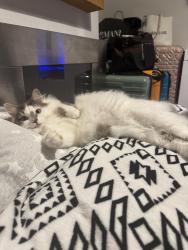 Lost Female Cat last seen Chambers farm, Cliffe Woods, England ME3 8ER
