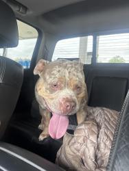 Found/Stray Male Dog last seen Army Post , Des Moines, IA 50315