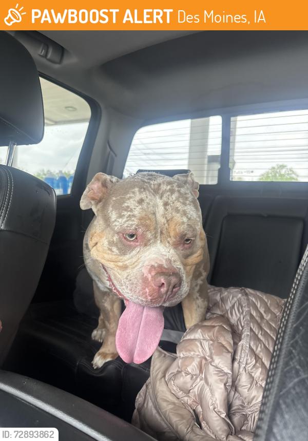 Found/Stray Male Dog last seen Army Post , Des Moines, IA 50315