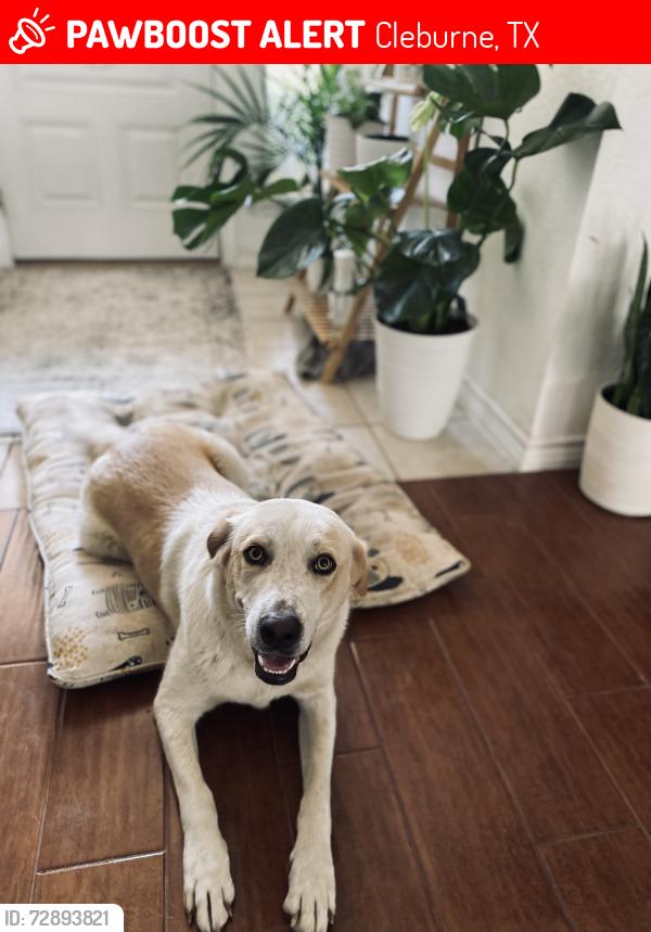 Lost Female Dog last seen Hyde Park Blvd area, Cleburne, TX 76033