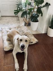 Lost Female Dog last seen Hyde Park Blvd area, Cleburne, TX 76033