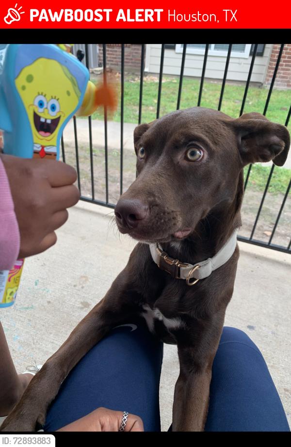 Lost Female Dog last seen apmts 11501 west rd, Houston, TX 77065