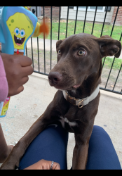 Lost Female Dog last seen apmts 11501 west rd, Houston, TX 77065