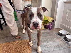 Reunited Male Dog last seen Hickory and Tucker, St. Louis, MO 63104
