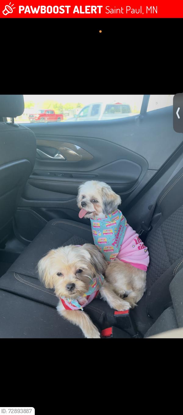 Lost Female Dog last seen Dayton bluff area , Saint Paul, MN 55106