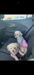 Lost Female Dog last seen Dayton bluff area , Saint Paul, MN 55106