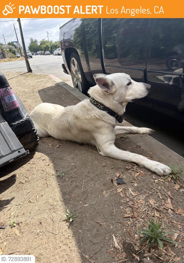 Found/Stray Male Dog last seen Carl st, Los Angeles, CA 91606