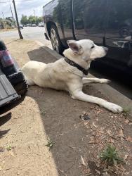 Found/Stray Male Dog last seen Carl st, Los Angeles, CA 91606