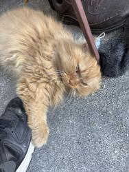 Found/Stray Unknown Cat last seen Chestnut Street by the laundromat, Reading, PA 19602