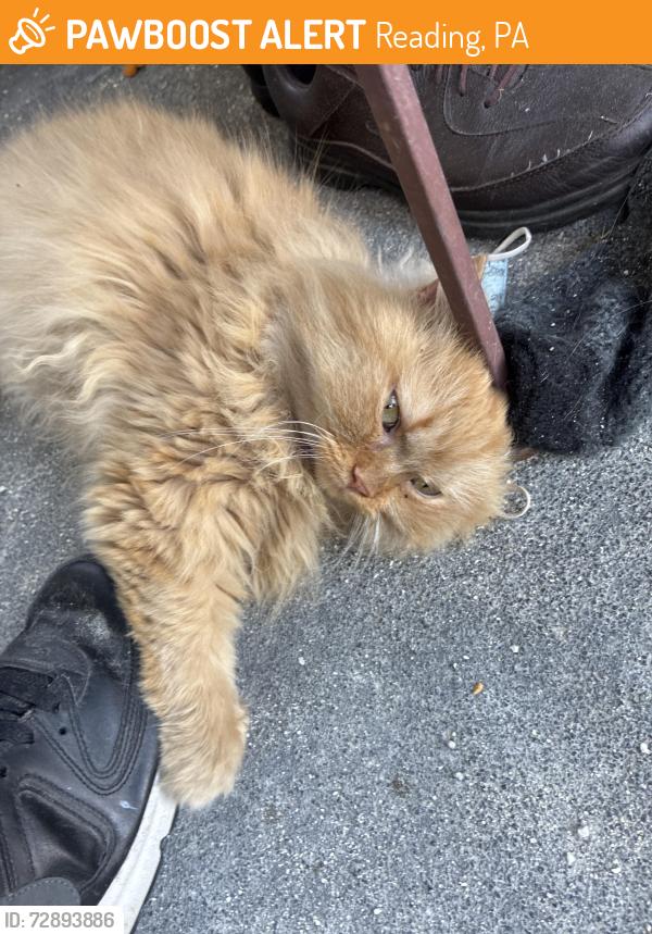 Found/Stray Unknown Cat last seen Chestnut Street by the laundromat, Reading, PA 19602