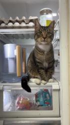 Lost Male Cat last seen Saint Paul St. Litchfield, Minnesota., Litchfield, MN 55355