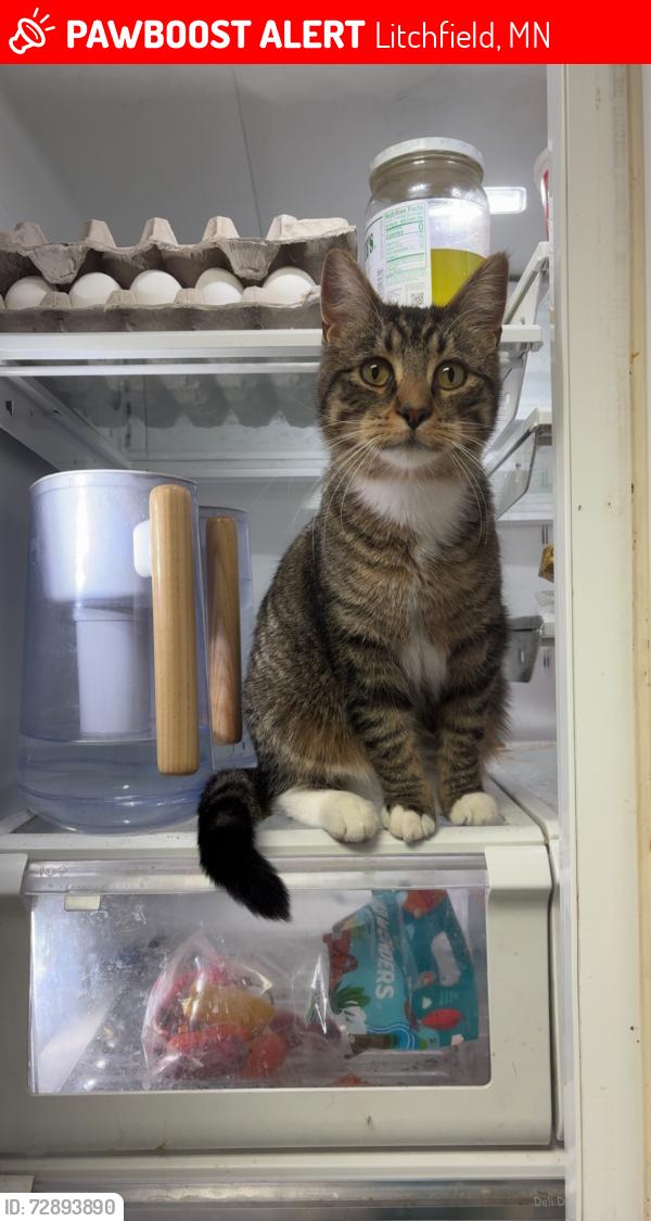 Lost Male Cat last seen Saint Paul St. Litchfield, Minnesota., Litchfield, MN 55355