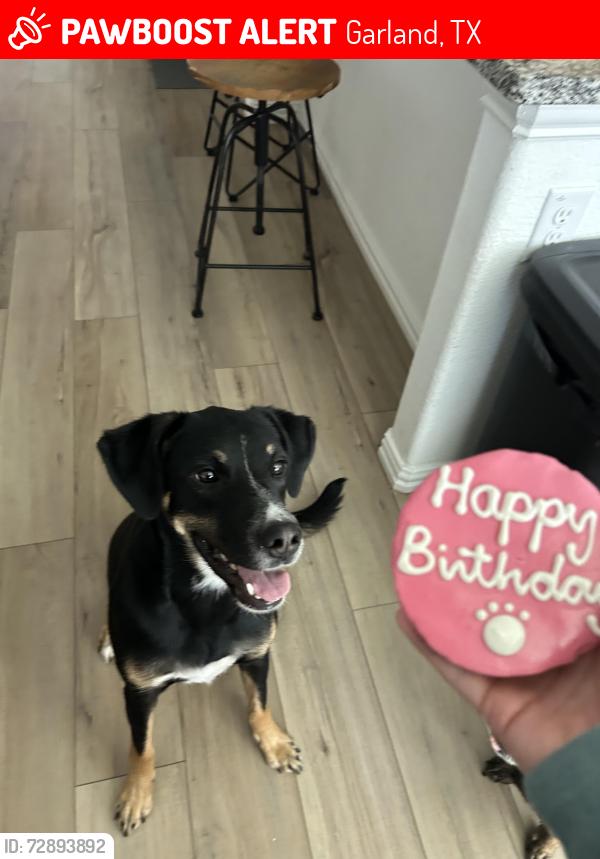 Lost Female Dog last seen ancilla dr, Garland, TX 75042