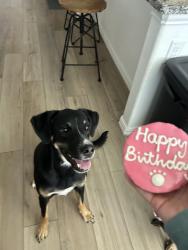 Lost Female Dog last seen ancilla dr, Garland, TX 75042