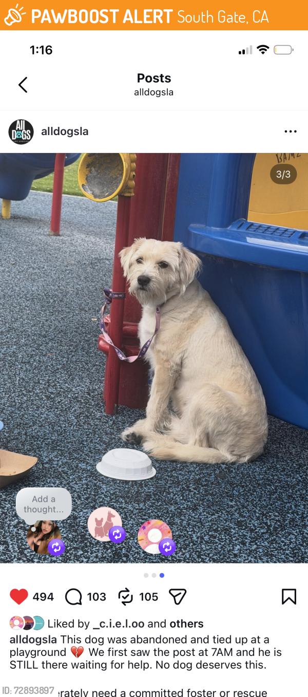 Found/Stray Male Dog last seen south gate, South Gate, CA 90280