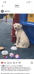 Found/Stray Male Dog last seen south gate, South Gate, CA 90280