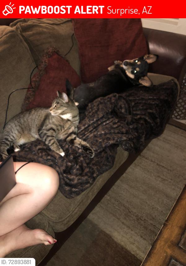 Lost Male Cat last seen 163rd ave and happy valley, Surprise, AZ 85387