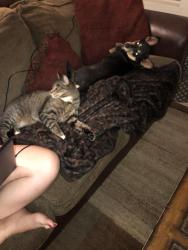 Lost Male Cat last seen 163rd ave and happy valley, Surprise, AZ 85387