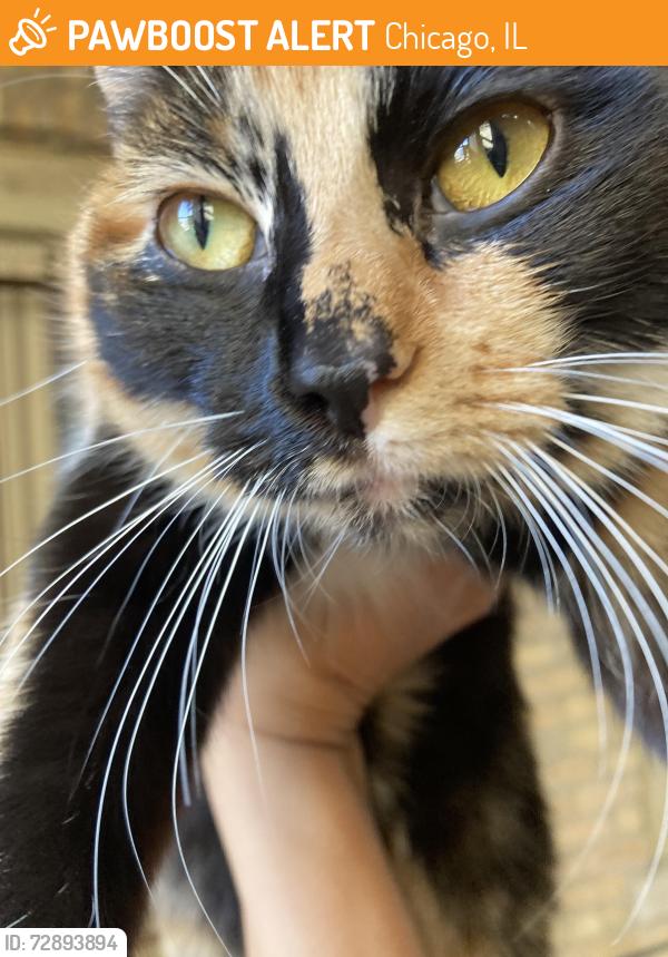Found/Stray Female Cat last seen N Lawndale and Leland Ave in Albany park neighborhood, Chicago il, Chicago, IL 60625
