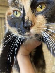 Found/Stray Female Cat last seen N Lawndale and Leland Ave in Albany park neighborhood, Chicago il, Chicago, IL 60625