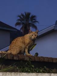 Lost Male Cat last seen E 11th ST, Azusa, CA 91702