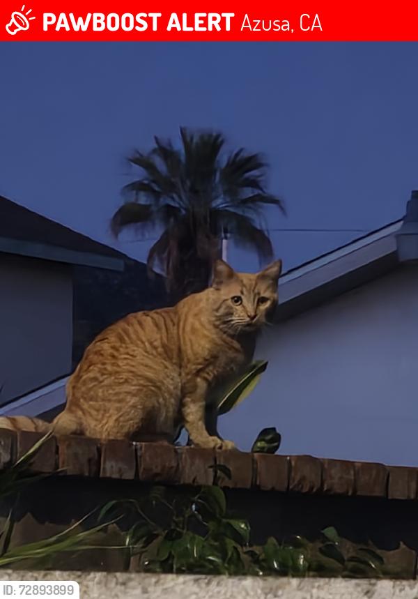Lost Male Cat last seen E 11th ST, Azusa, CA 91702