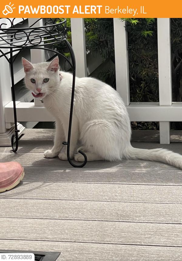 Found/Stray Female Cat last seen Calvin ave, Berkeley, IL 60163
