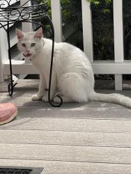 Found/Stray Female Cat last seen Calvin ave, Berkeley, IL 60163