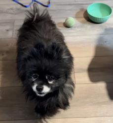 Found/Stray Unknown Dog last seen Las Vegas Blvd and Rainbow, Las Vegas, NV 89129