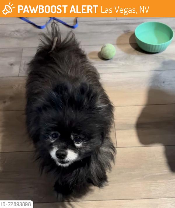 Found/Stray Unknown Dog last seen Las Vegas Blvd and Rainbow, Las Vegas, NV 89129