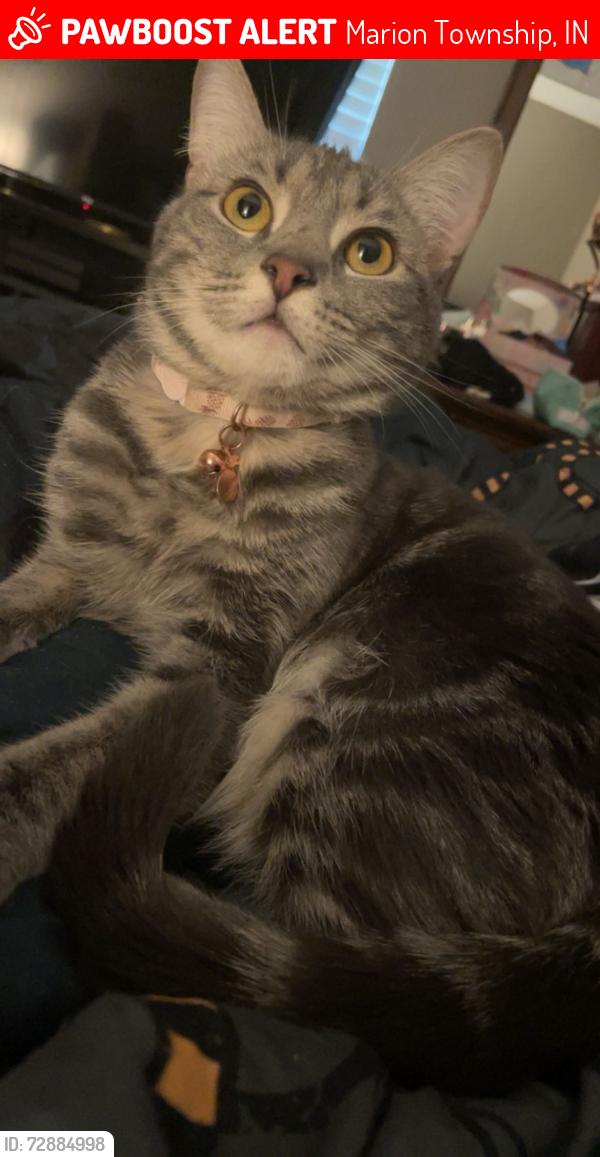 Lost Female Cat last seen South county rd 800 East, Marion Township, IN 46121