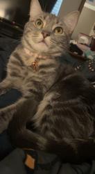 Lost Female Cat last seen South county rd 800 East, Marion Township, IN 46121