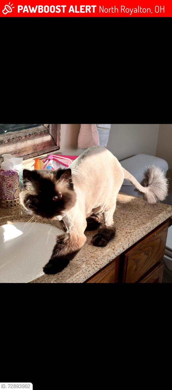 Lost Male Cat last seen State road and Ridge Line Drive , North Royalton, OH 44133