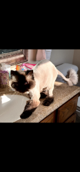 Lost Male Cat last seen State road and Ridge Line Drive , North Royalton, OH 44133