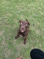 Lost Female Dog last seen Near west rd Houston , Houston, TX 77065