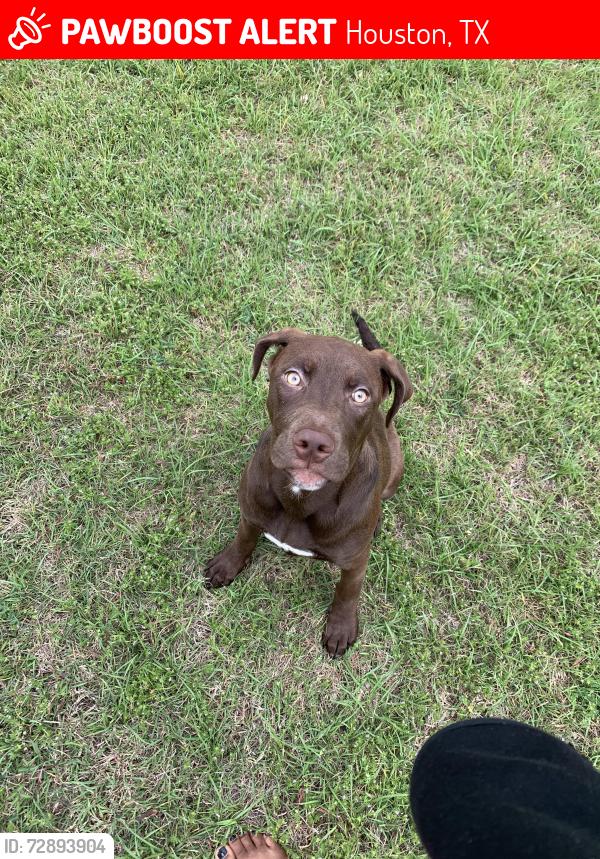 Lost Female Dog last seen Near west rd Houston , Houston, TX 77065