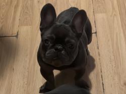Lost Male Dog last seen Near N Monitor Ave. Chicago Illinois 60639, Chicago, IL 60639