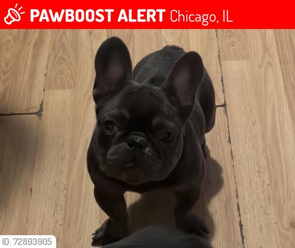 Lost Male Dog last seen Near N Monitor Ave. Chicago Illinois 60639, Chicago, IL 60639