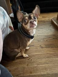 Found/Stray Female Dog last seen Hey 129 , Gainesville, GA 30503