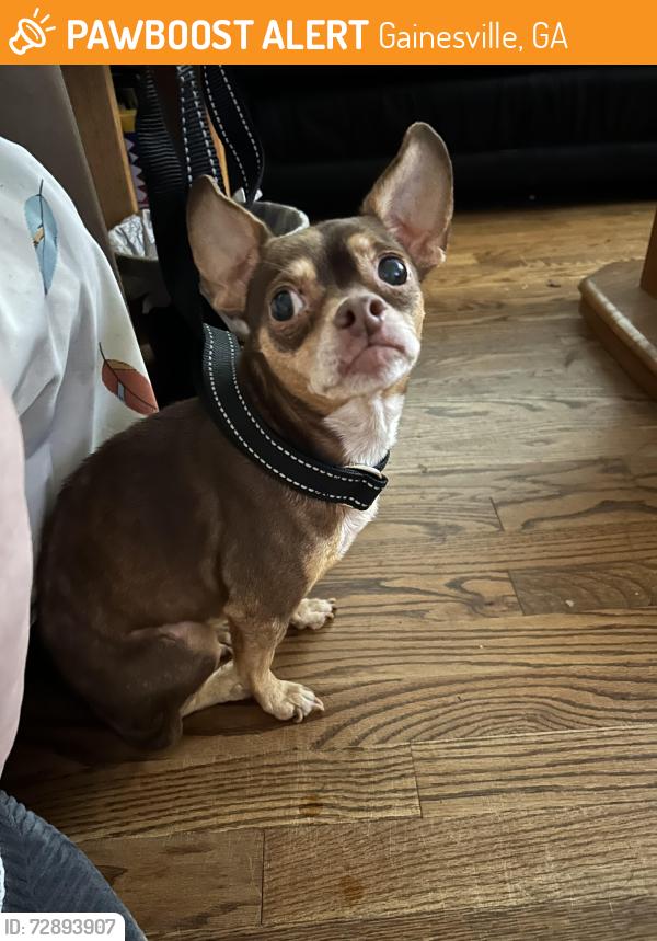 Found/Stray Female Dog last seen Hey 129 , Gainesville, GA 30503