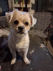 Reunited Male Dog last seen School St, Rockford, IL 61101, USA, Rockford, IL 61101