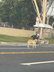 Found/Stray Unknown Dog last seen E Pacific Coast HWY & Atlantic Ave , Long Beach, CA 90807