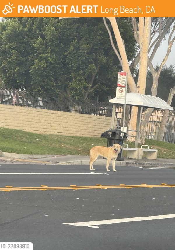 Found/Stray Unknown Dog last seen E Pacific Coast HWY & Atlantic Ave , Long Beach, CA 90807