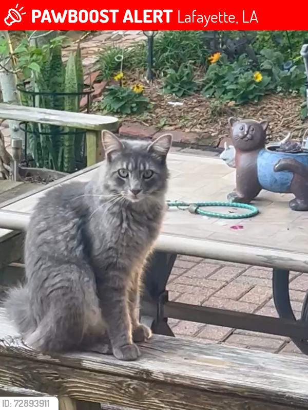 Lost Male Cat last seen Near Tolson Rd , Verot School Rd , Lafayette, LA 70508