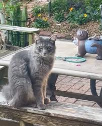 Lost Male Cat last seen Near Tolson Rd , Verot School Rd , Lafayette, LA 70508